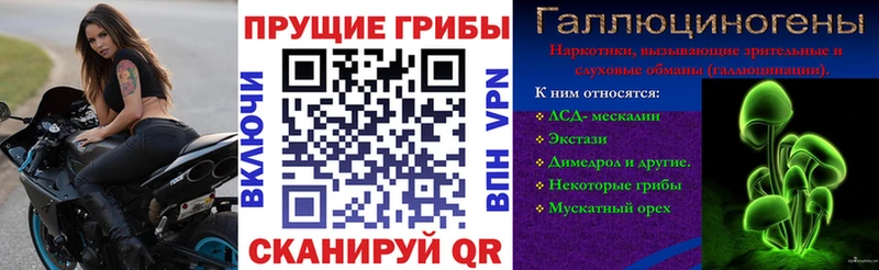 Псилоцибиновые грибы мицелий  Курчалой 
